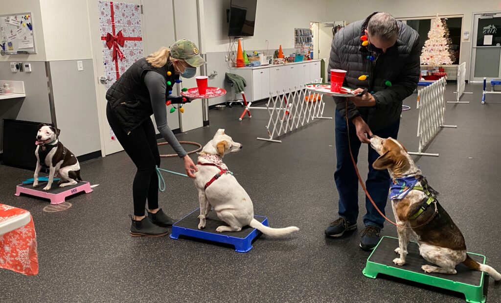 Two dogs sit on stands and get fed treats during a training class.