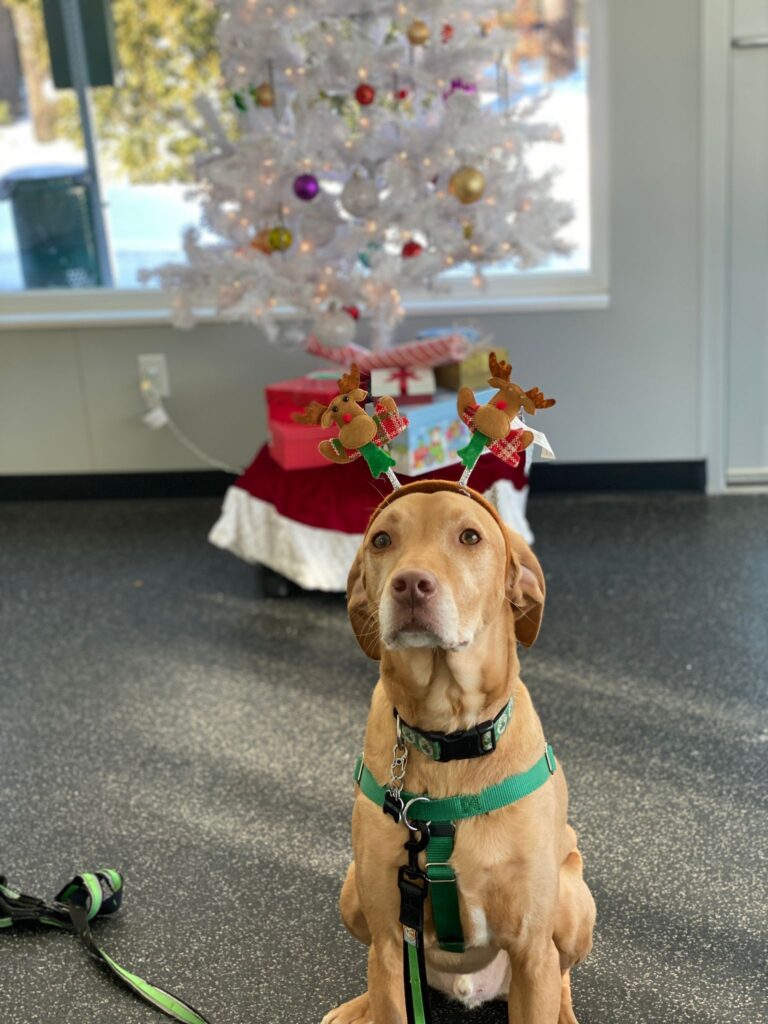 A dog with fake antlers on sits in front of a Christmas tree in training room.