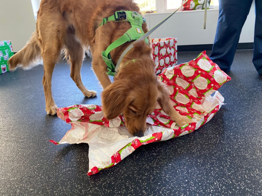 A young dog with harness on sniffing Christmas wrapping paper