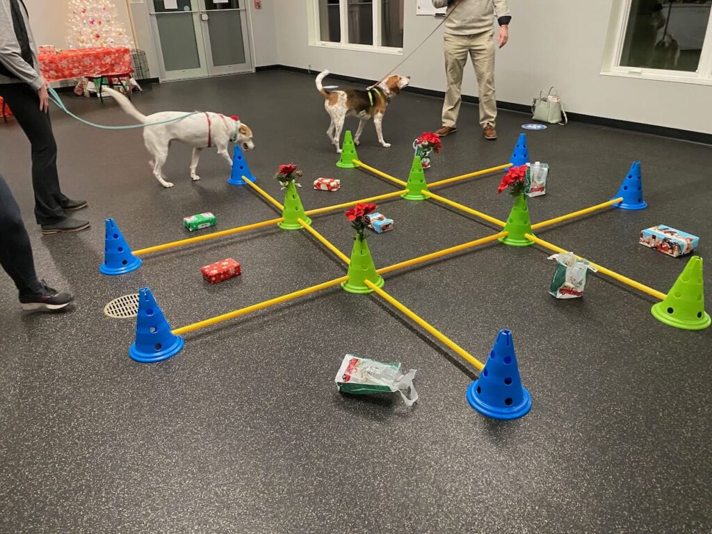 Two dogs walk through an obstacle course during training class.