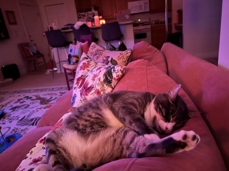 A cat curled up on the couch in their home.