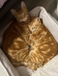 Two orange tabby cats snuggled up inside a cat bed in their home.