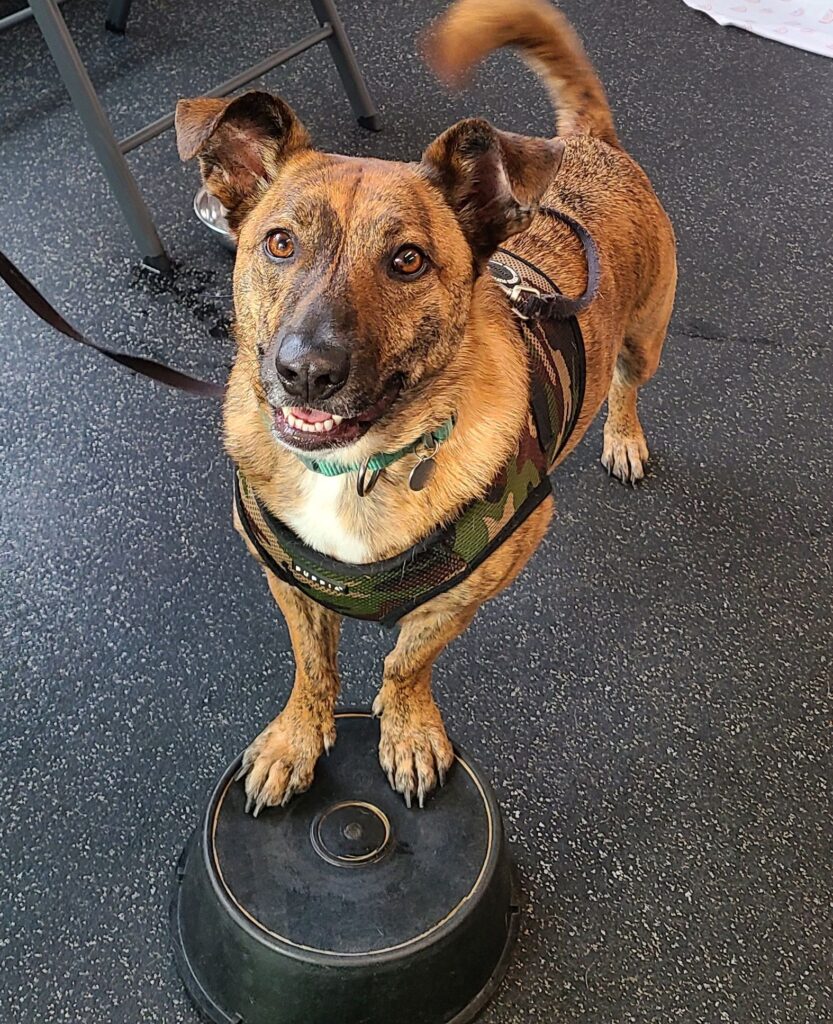 A brindle dog stands with front paws on a bucket during training class.