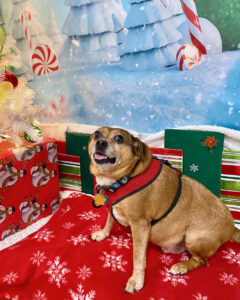 A small, brown dog sits on a red blanket in front of Christmas backdrop.