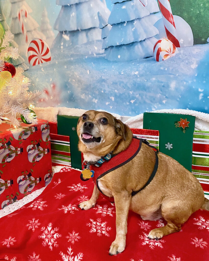 fear-free holiday dog at christmas time