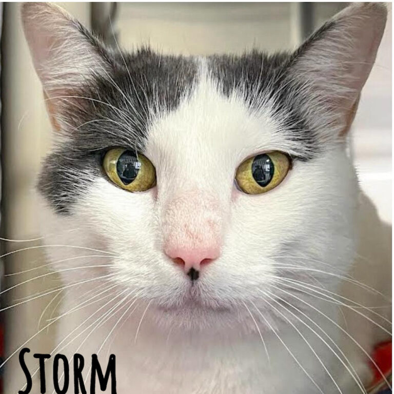 Close up of a grey and white cate named Storm whose name is on the photo.