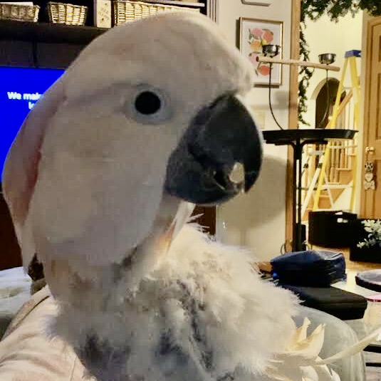 Close up of a white parrot sitting in their home