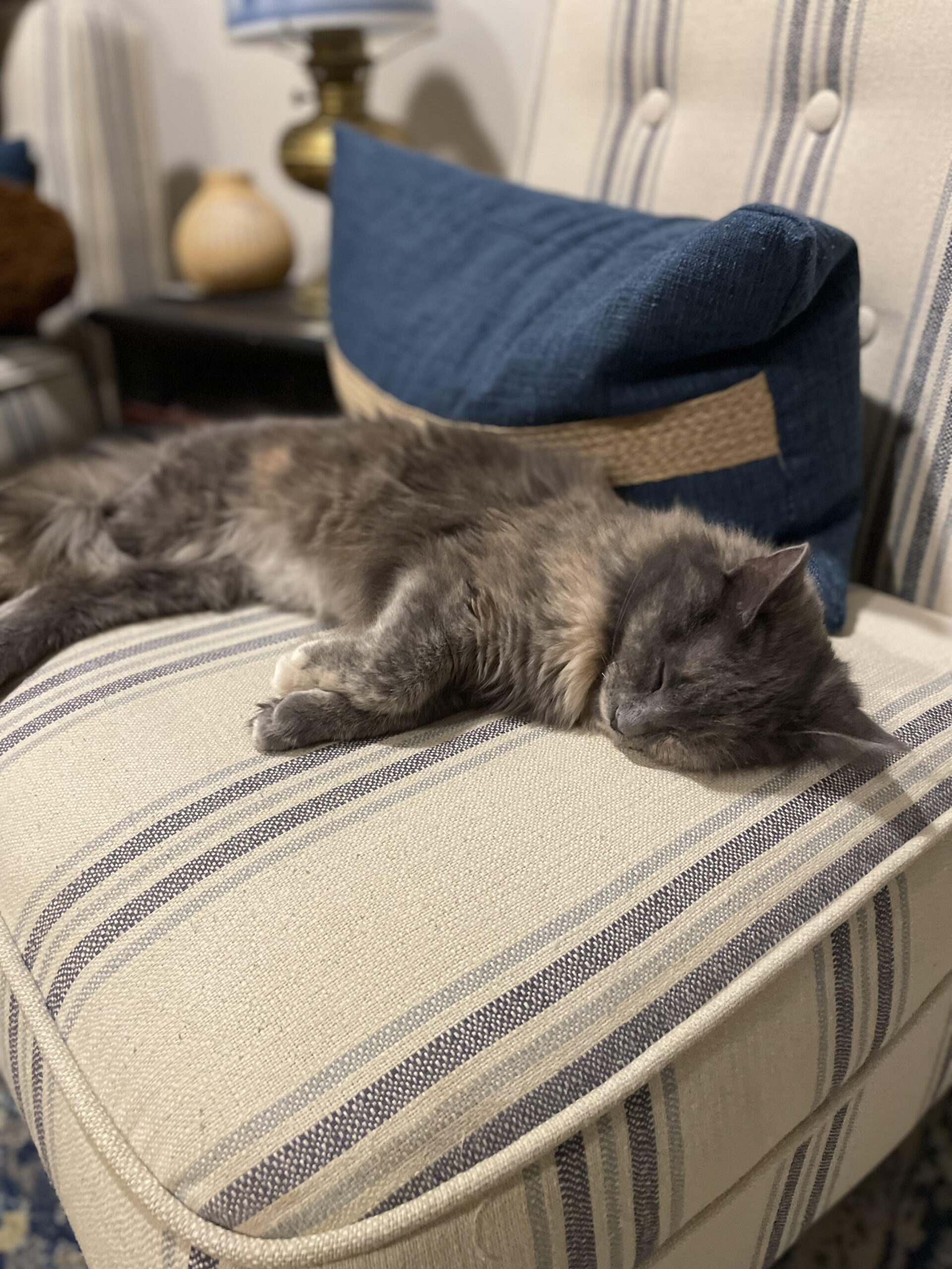 A grey cat lays sleeping on a striped chair in her home.