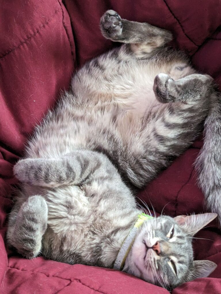 gray cat lounges on back in a red cat bed