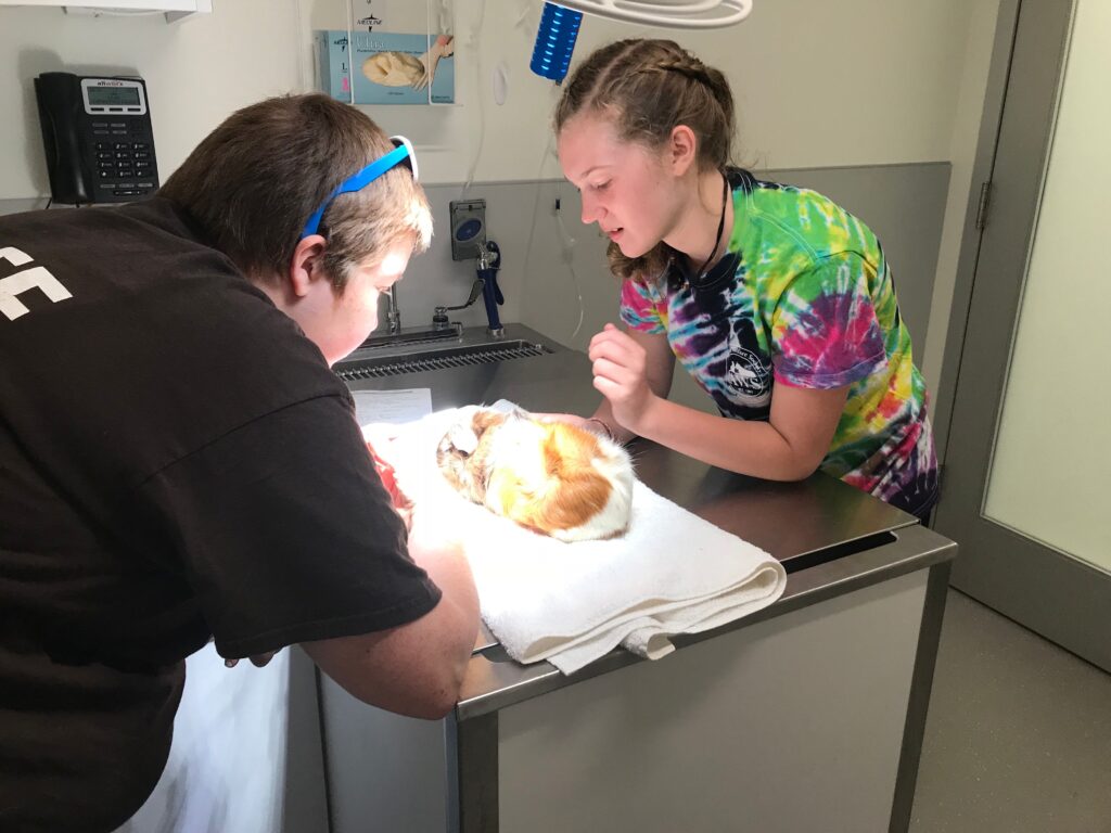 student and staff member examine guinea pig