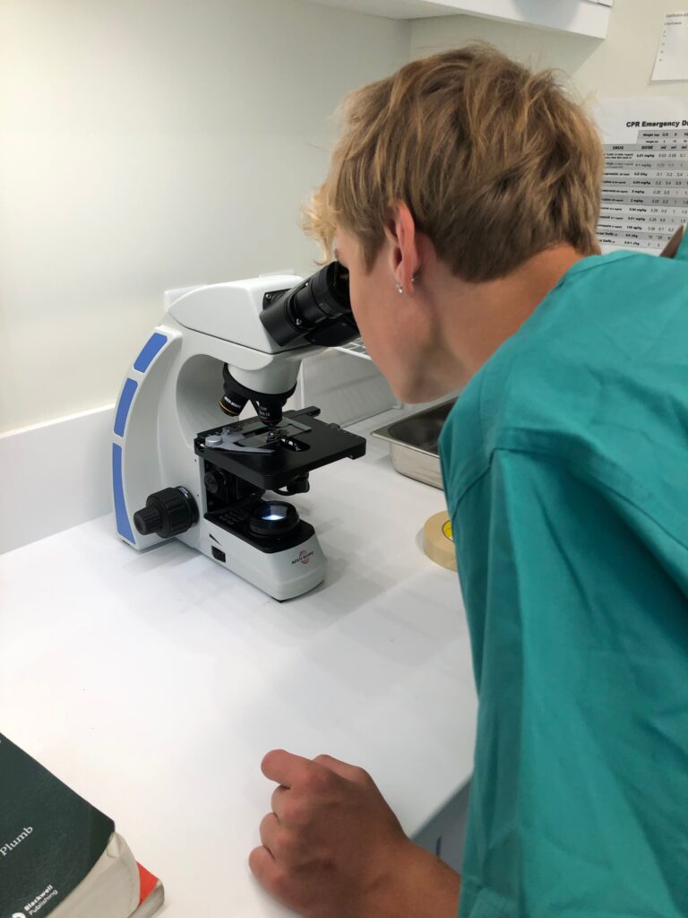 animal care intensive (ACI) student looks in microscope