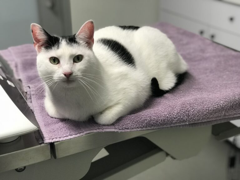 white cat with black spots sits on exam table