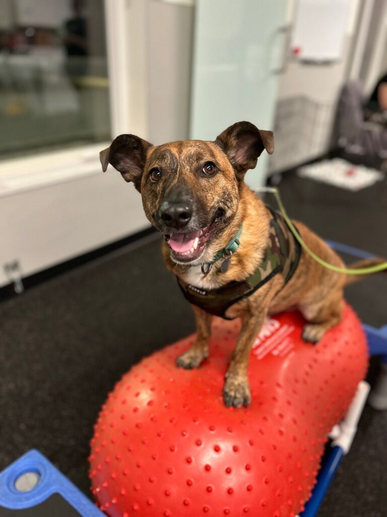 A small dog stands on an agility ball during advanced dog training class.