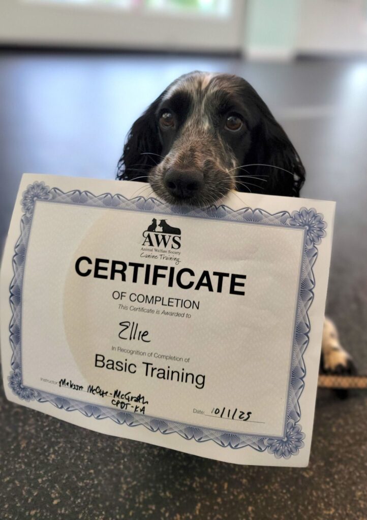 black and white dog holds training class certificate of completion