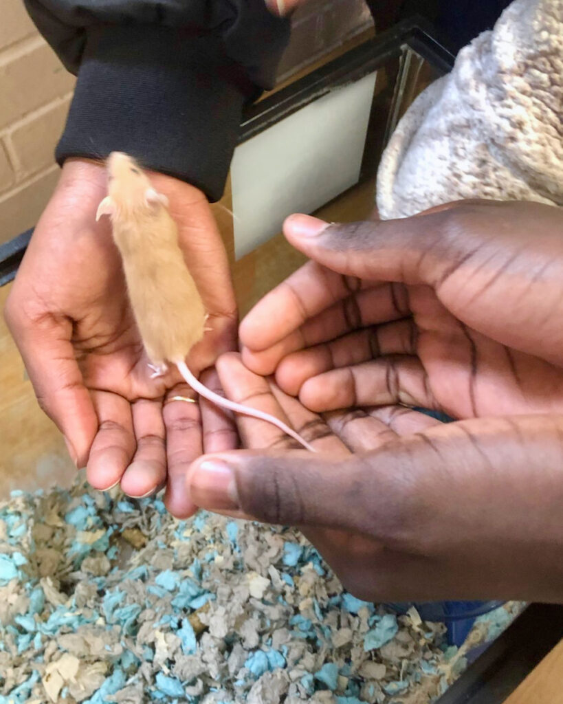 Close up of children's hands holding a mouse during a classroom program.