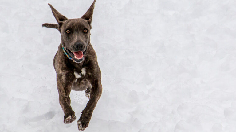 brown dog jumps excitedly in the snow
