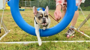 A small dog jumps through an agility hoop outside during training class.