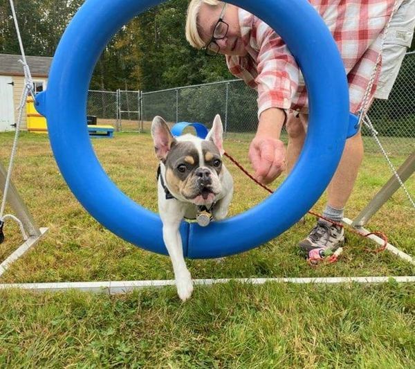 A dog jumps through a hoop outside during advance dog training class.