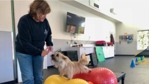 dog trainer works with a terrier dog