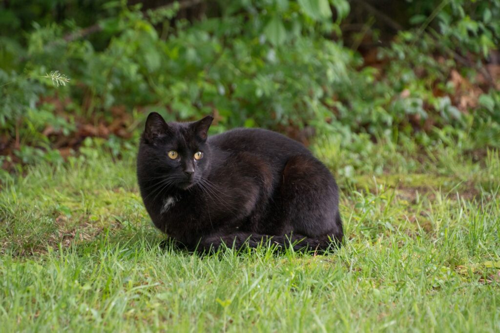 outdoor feral cat rests in grass