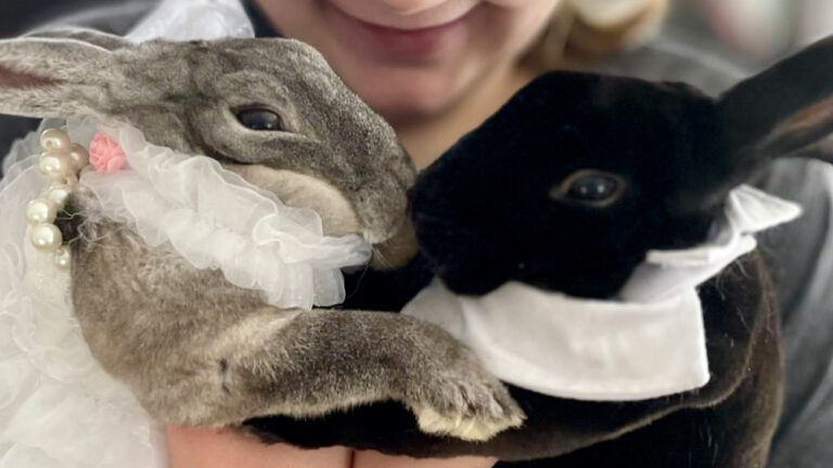 Two rabbits are held next to each other wearing wedding clothes for Adopt a Rabbit Month