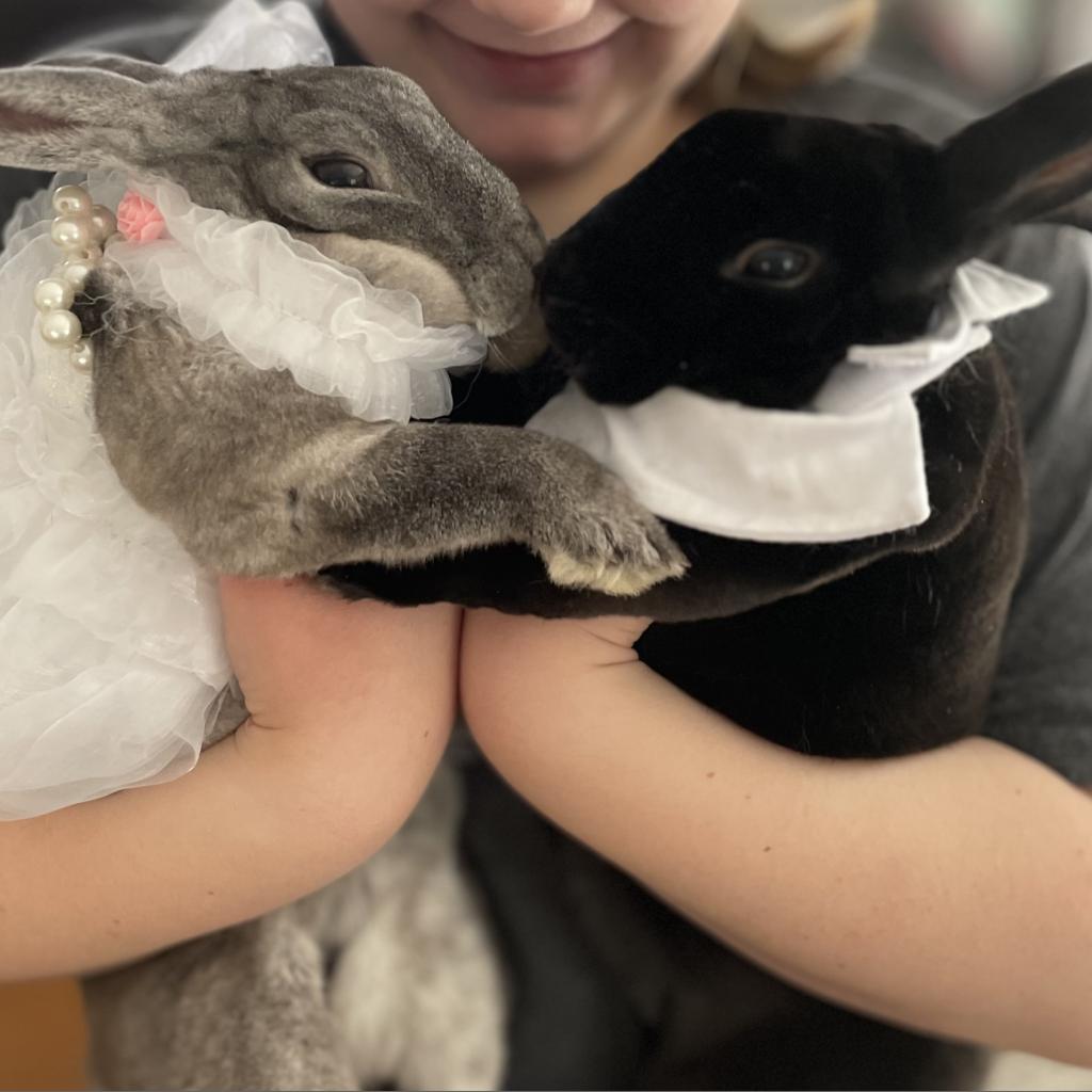 Two rabbits are held next to each other wearing wedding clothes for Adopt a Rabbit Month