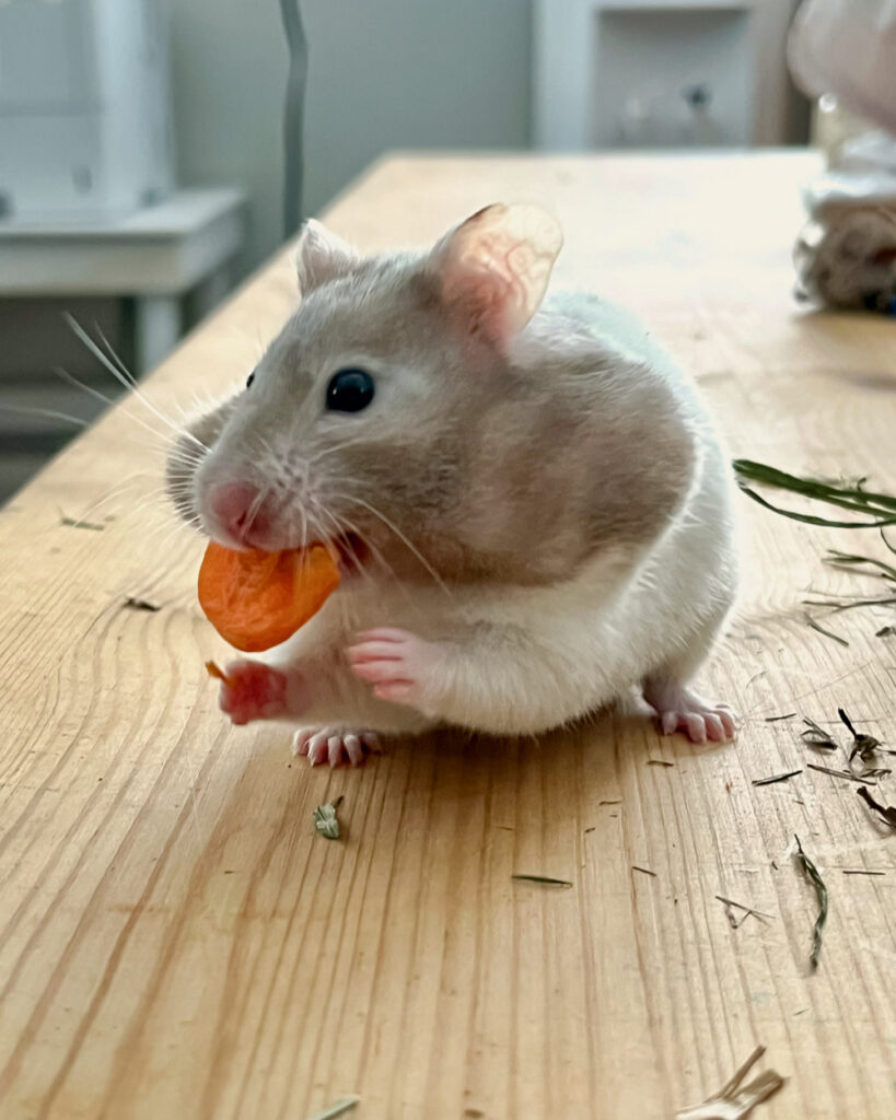 A hamster shoves a carrot into her cheeks while sitting on a table in the Youth Programs' classroom.