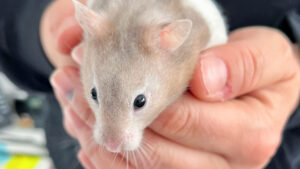 Close-up of a hamster being held in someones hands.