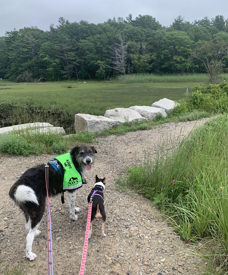 Two dogs walk down a path by a river out on a doggy date. 