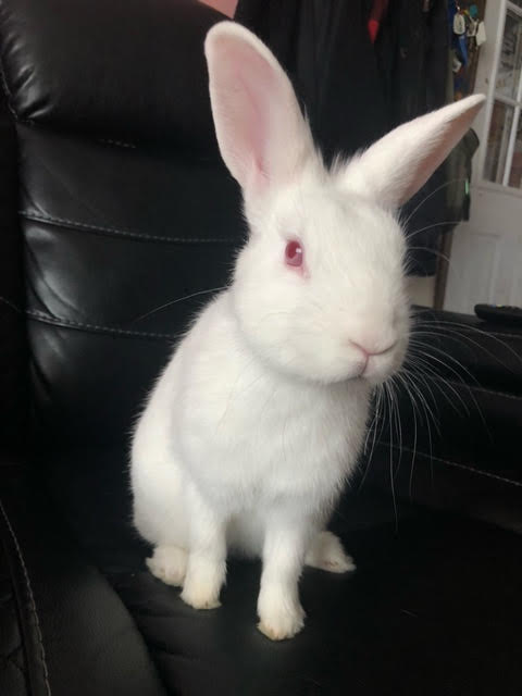 A white rabbit sits on a recliner chair in it's foster home. 