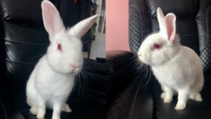 Two white rabbits sit on the same recliner chair in their foster home.