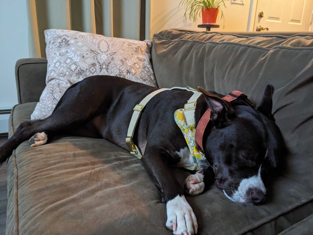 A black and white dog sleeps on a couch in her foster home.