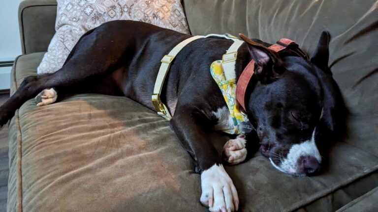 A big dog sleeps on the couch in her foster home.