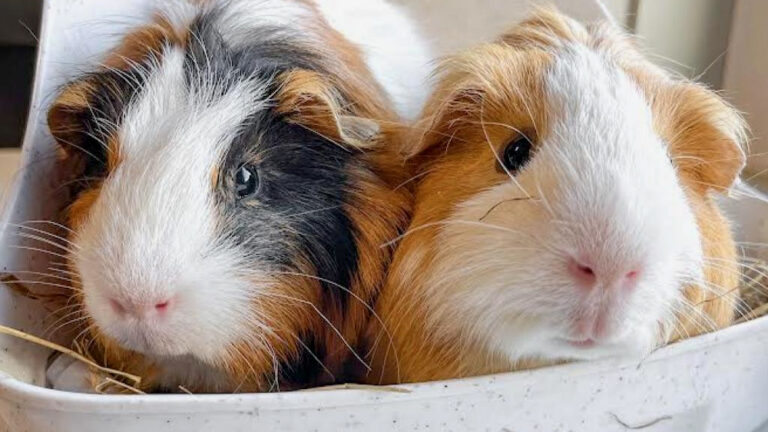 Close-up of two guinea pigs cuddling together in a hut.