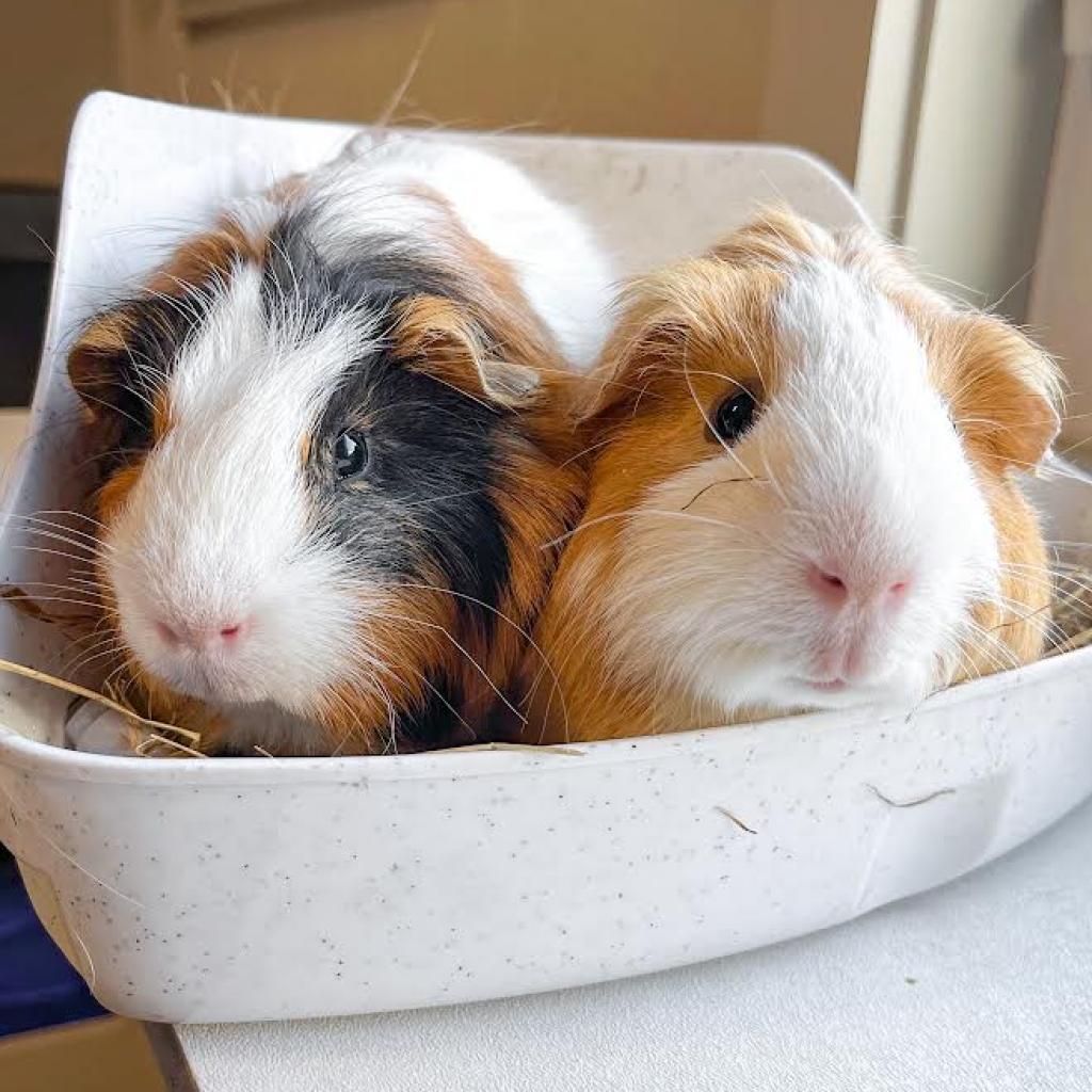 Two guinea pigs snuggle next to each other in a hut full of hay.