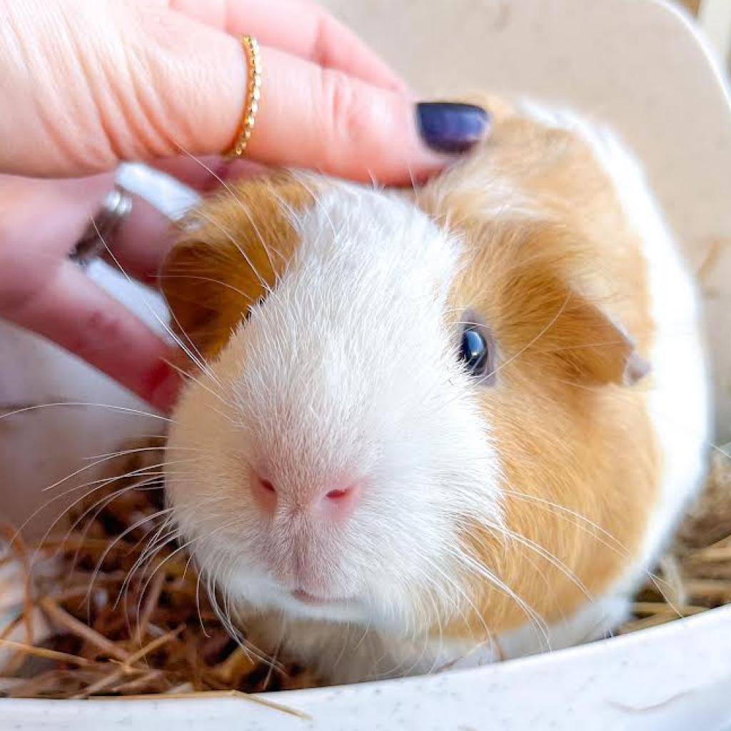 Close-up of a guinea pig getting his head scratched.