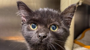 all black kitten up close