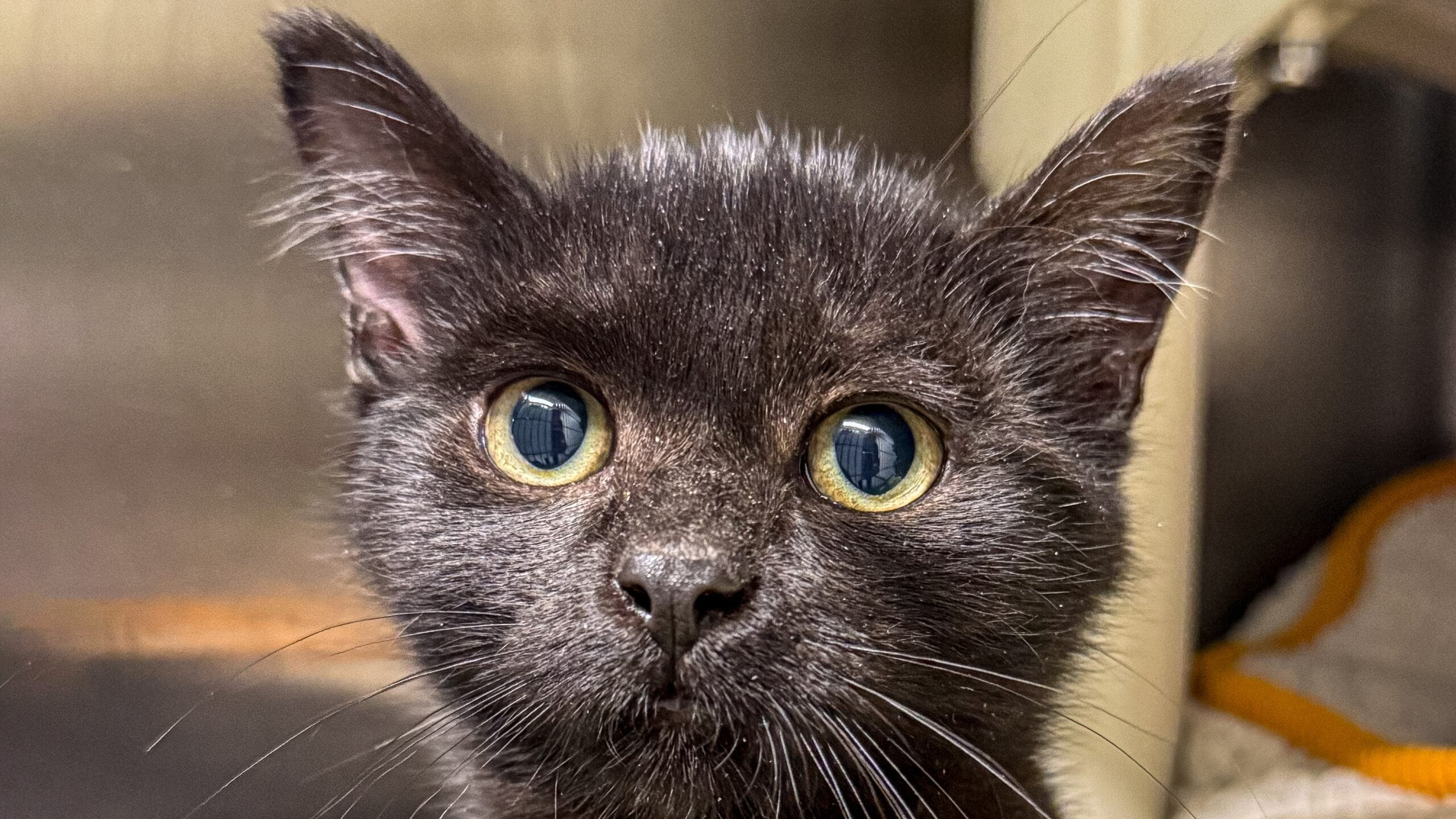 Make a Special Cat Mat