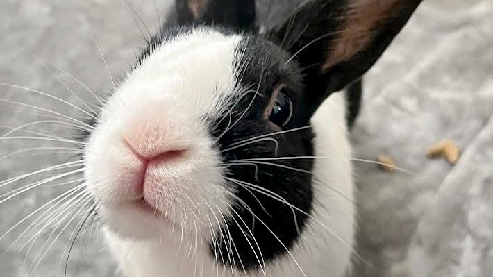 Close up of a black and white rabbit's nose.