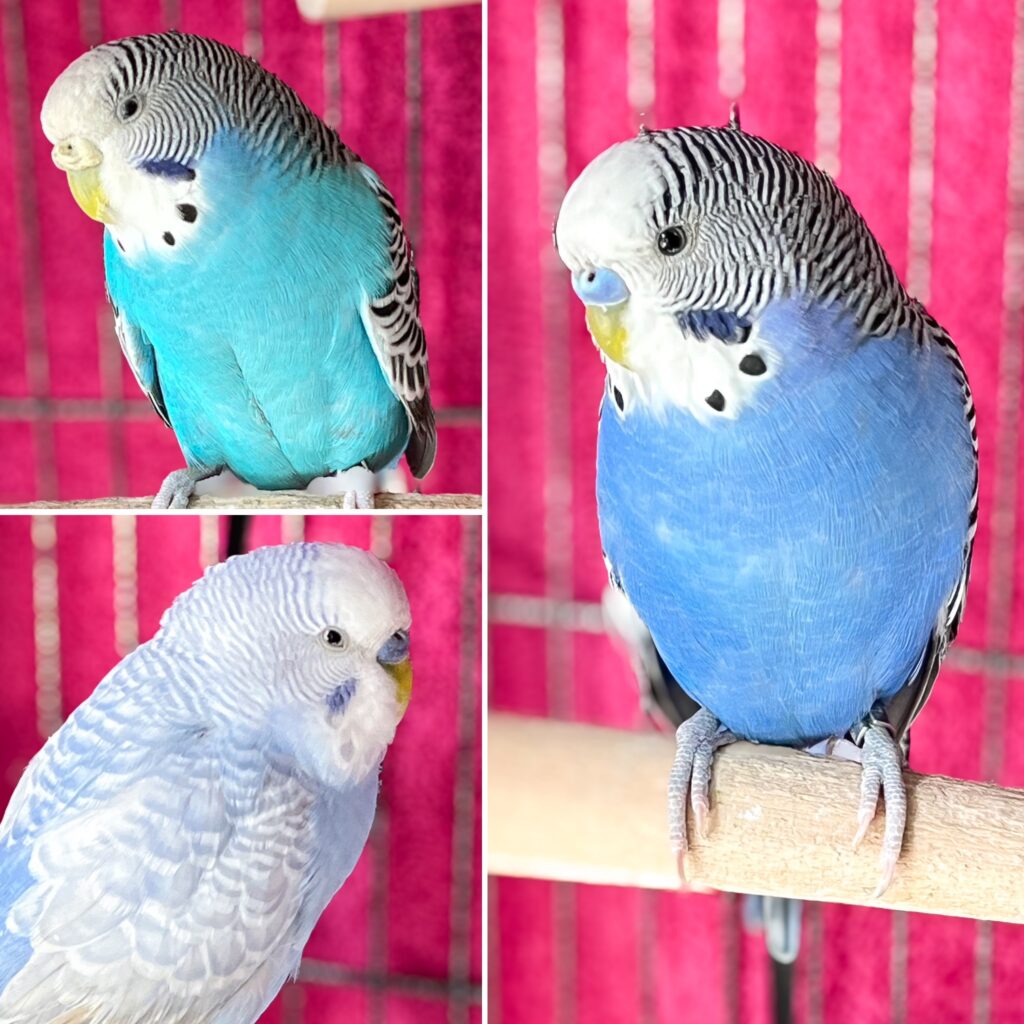 A collage of three blue parakeets.