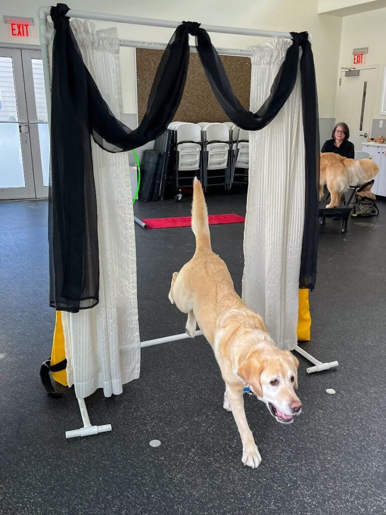 A dog jumps through a curtain during Circus Dog Class