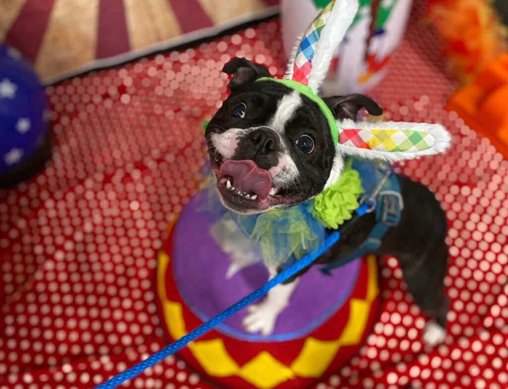 A small dog with front paws balanced on a ball during Circus Dog Class.