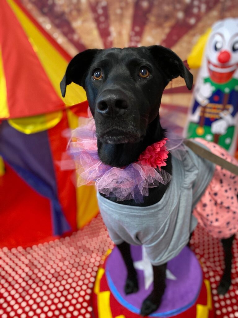 Close up of a dog wearing a sweatshirt with a frilly collar in front of a circus backdrop.