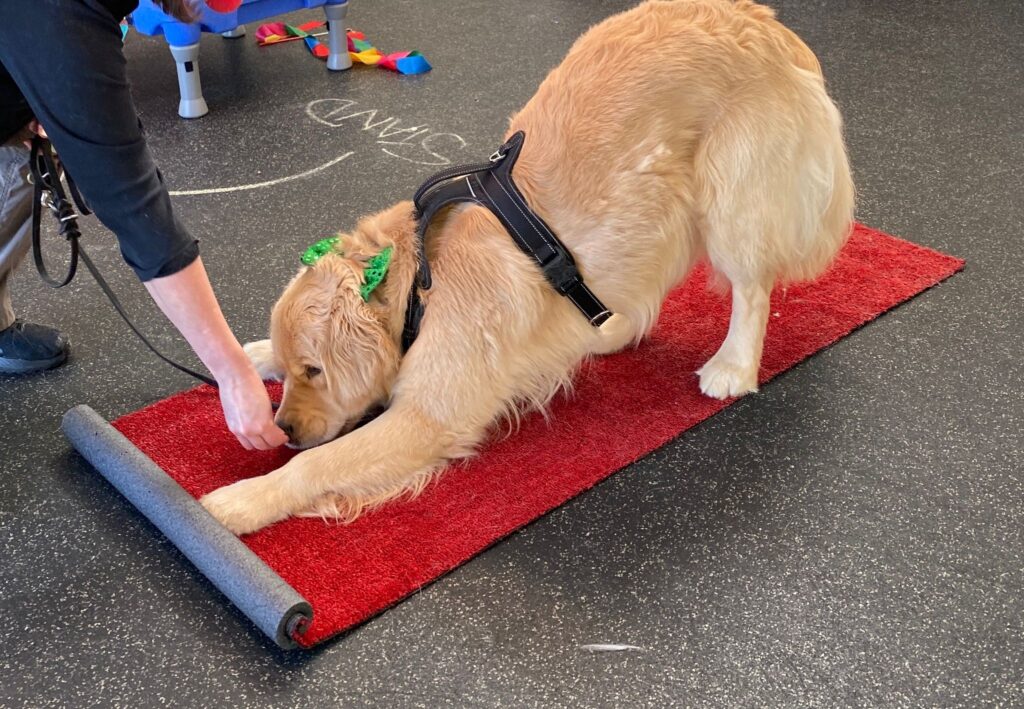 A dog with front paws down on a mat during Circus Dog class.
