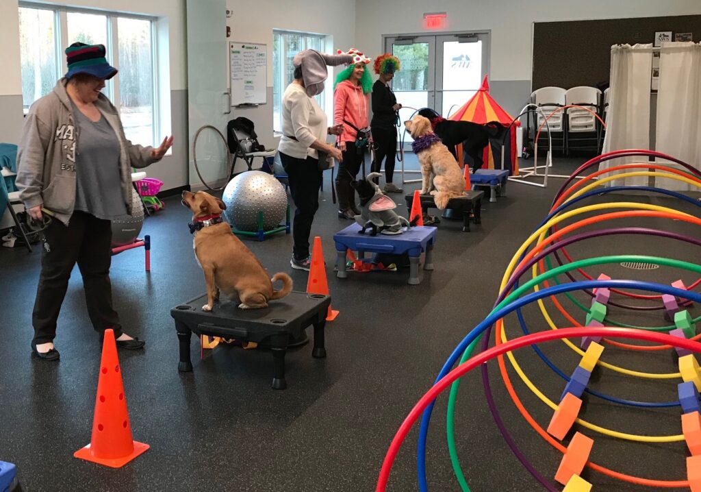 A line of dogs during Circus Class sitting on stands with hoops in the background.