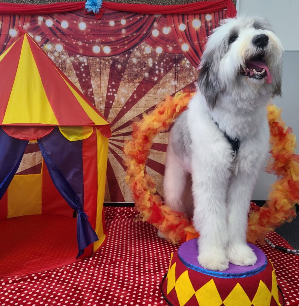 Dog standing on a platform in front of a circus backdrop.