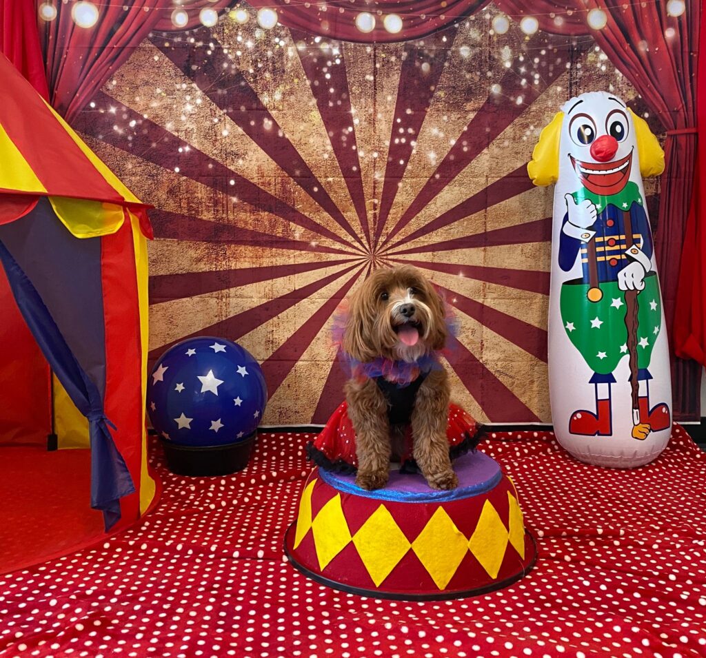 Small dog sits on a colorful stand in front of a circus background.