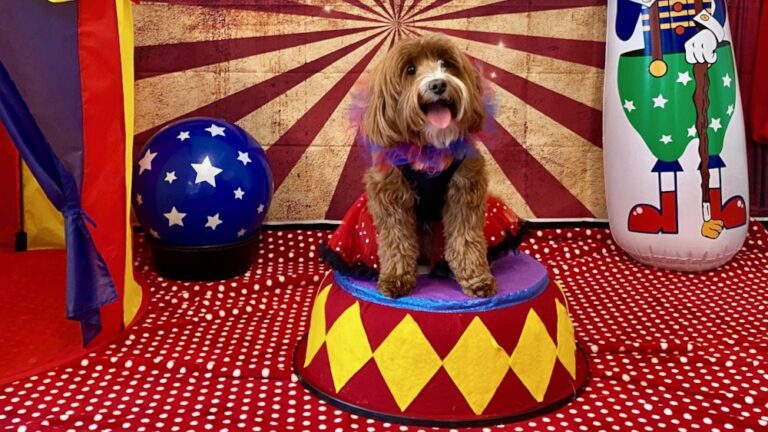 Small dog sits on a colorful stand with a circus backdrop.