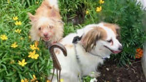 Two small dogs sit in a garden during summertime.