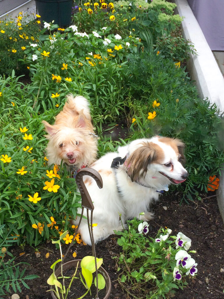 Two small dogs sit in a garden during summertime. How to stop doggy digging, 